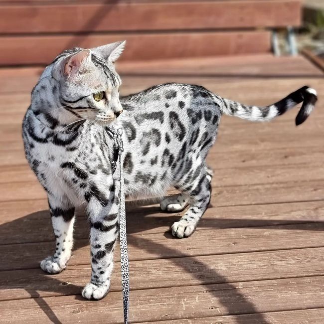 Серебряные! ОГРАНИЧЕНО! Silver bengals