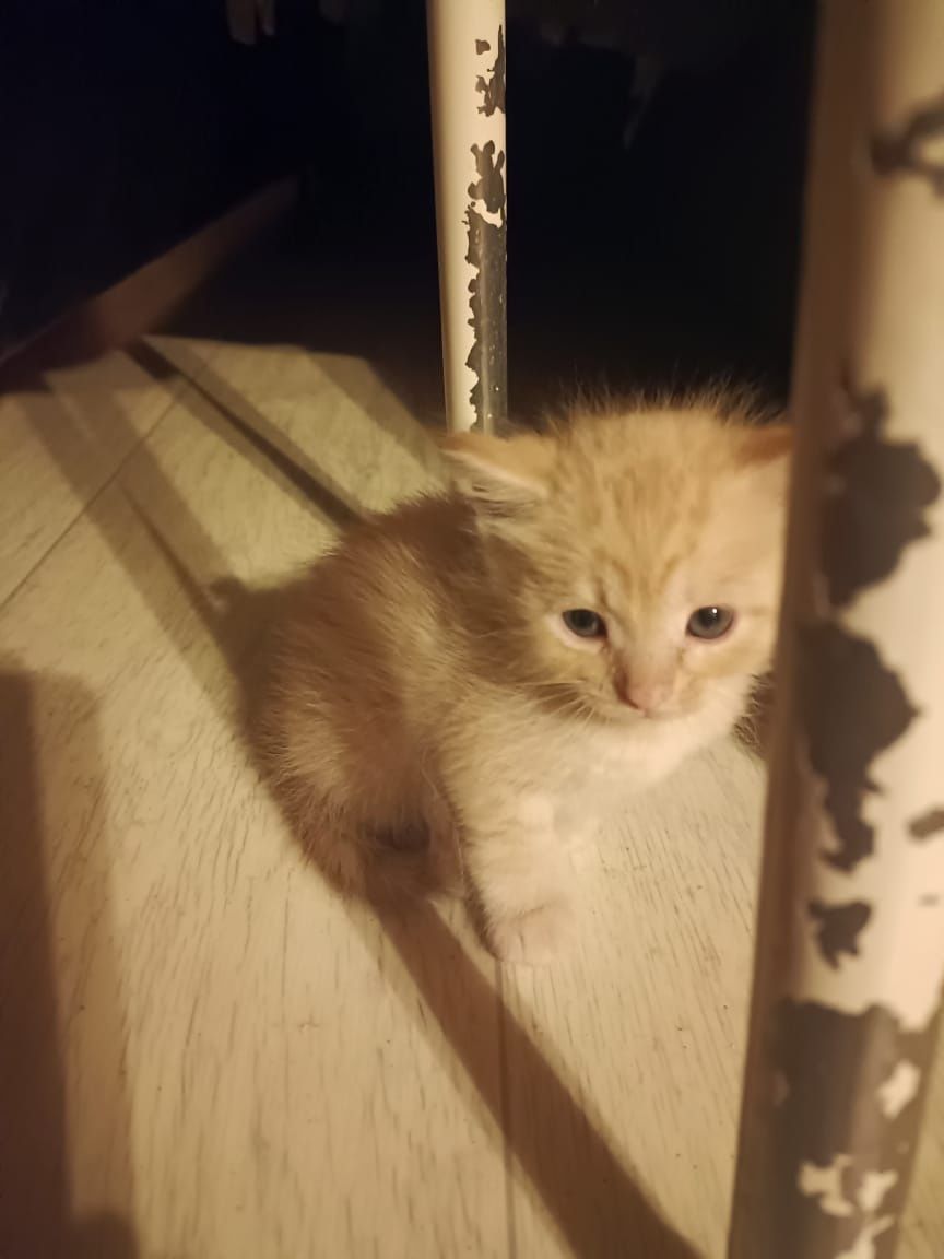Отдадим котят хорошие и добрые руки