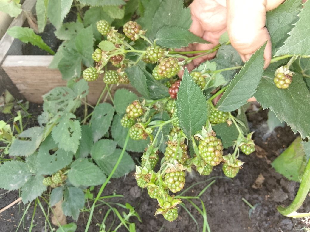 Продам ежевику сортовую