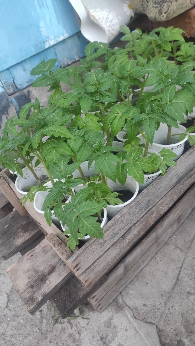 Продам рассаду пикированная и грунт