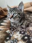 Котята прирожденные крысоловы
