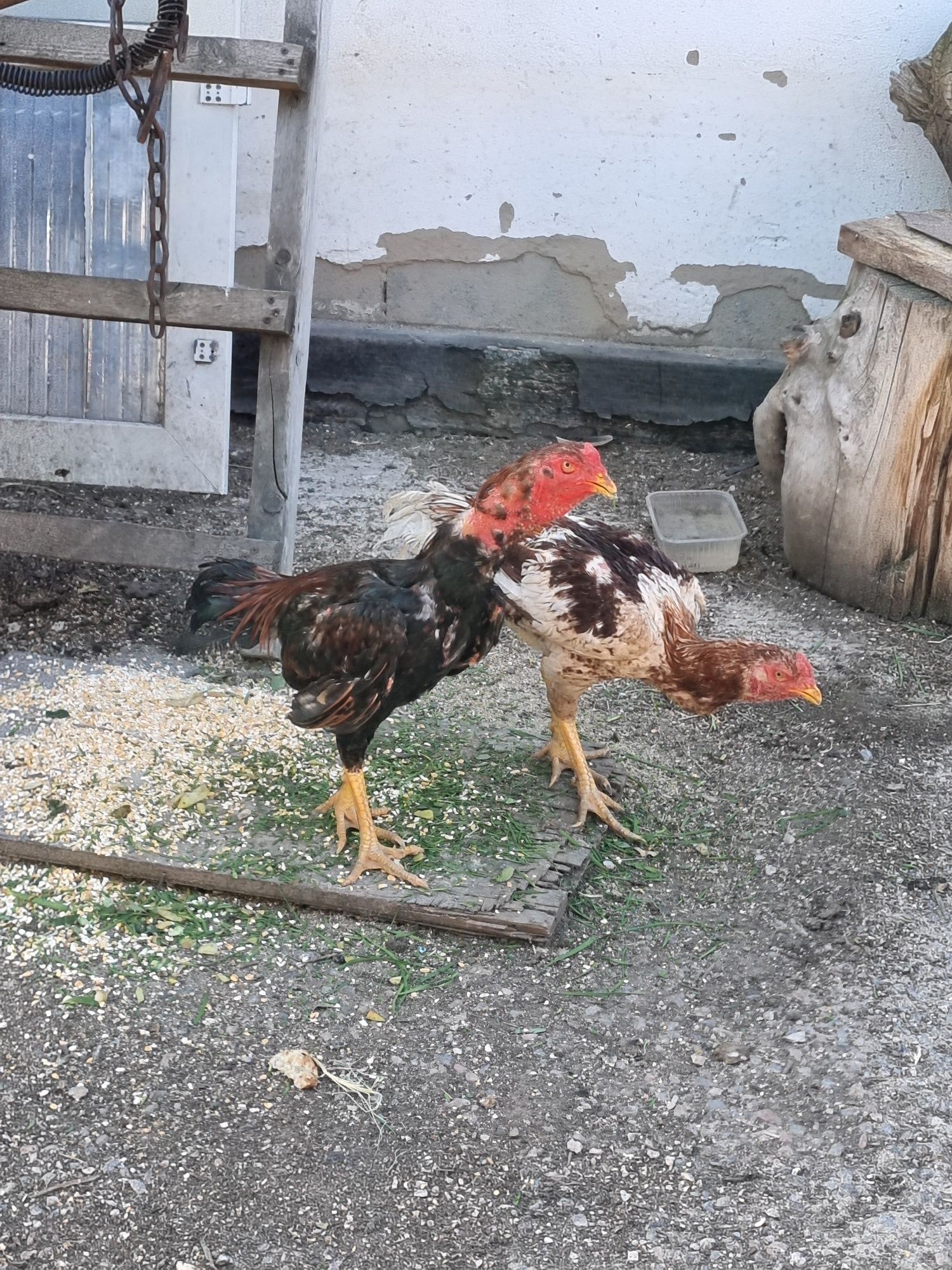 Продам 2 -ва Дакан Джужика!!!