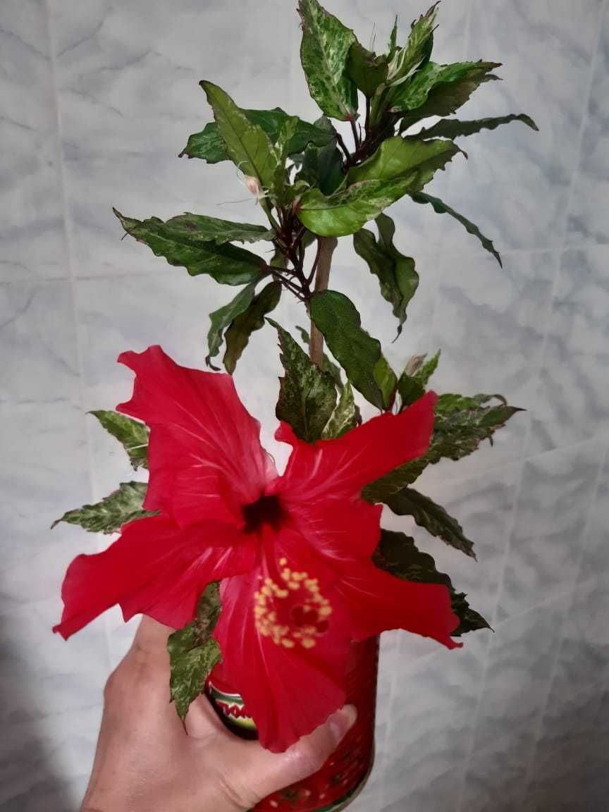 Сежная королева сортовой гибискус