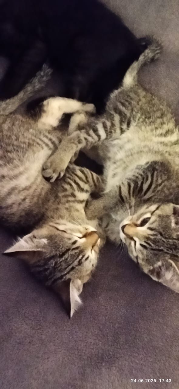 Отдам котят в хорошие руки
