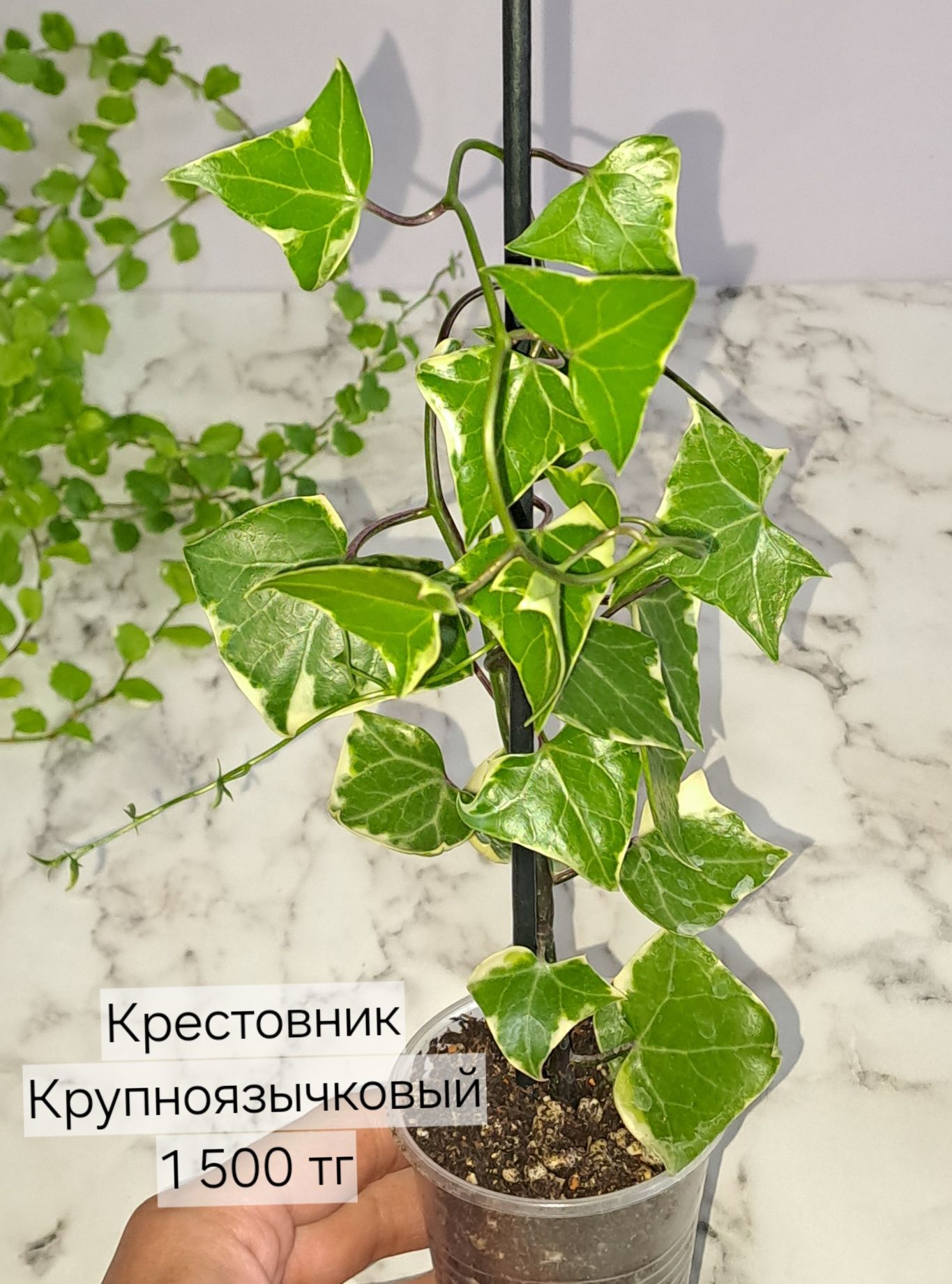 Комнатные растения, отправляю по всему Казахстану