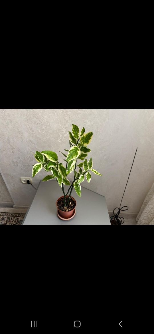 Комнатные растения