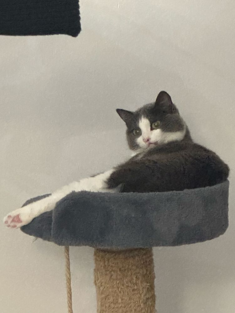 Кошечка ищет дом