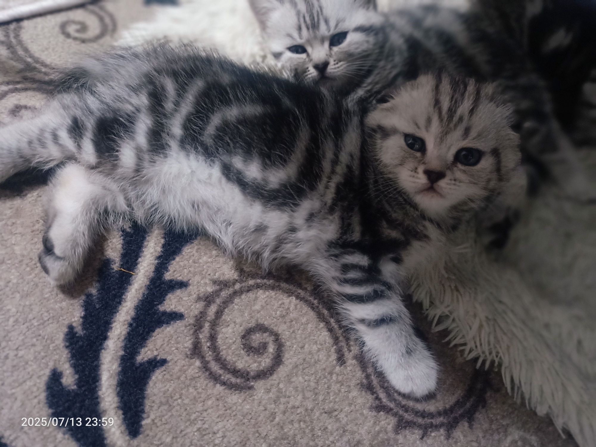 Продам очаровательных котят