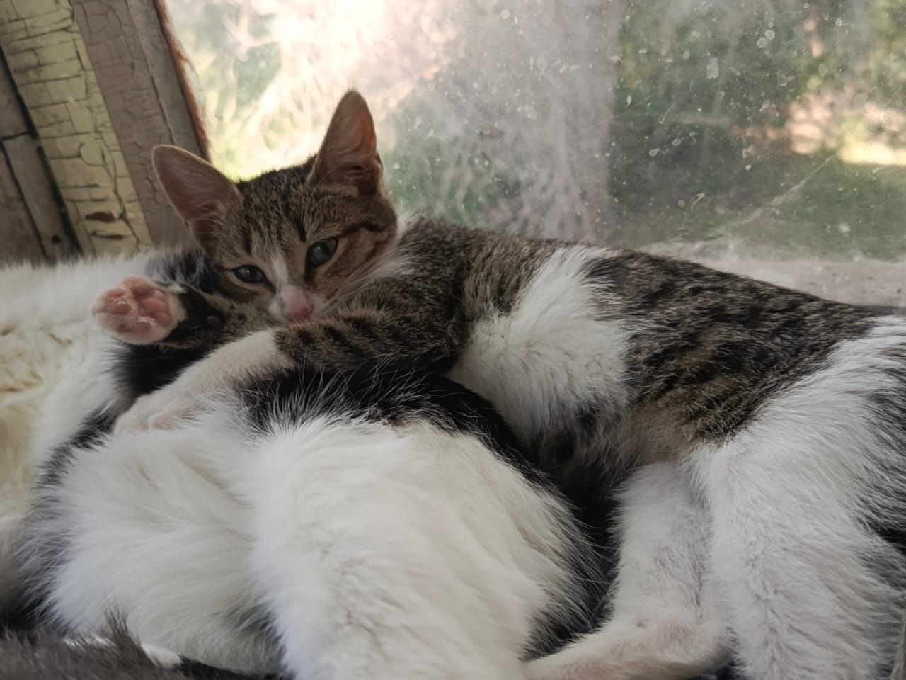 Котята в добрые ручки