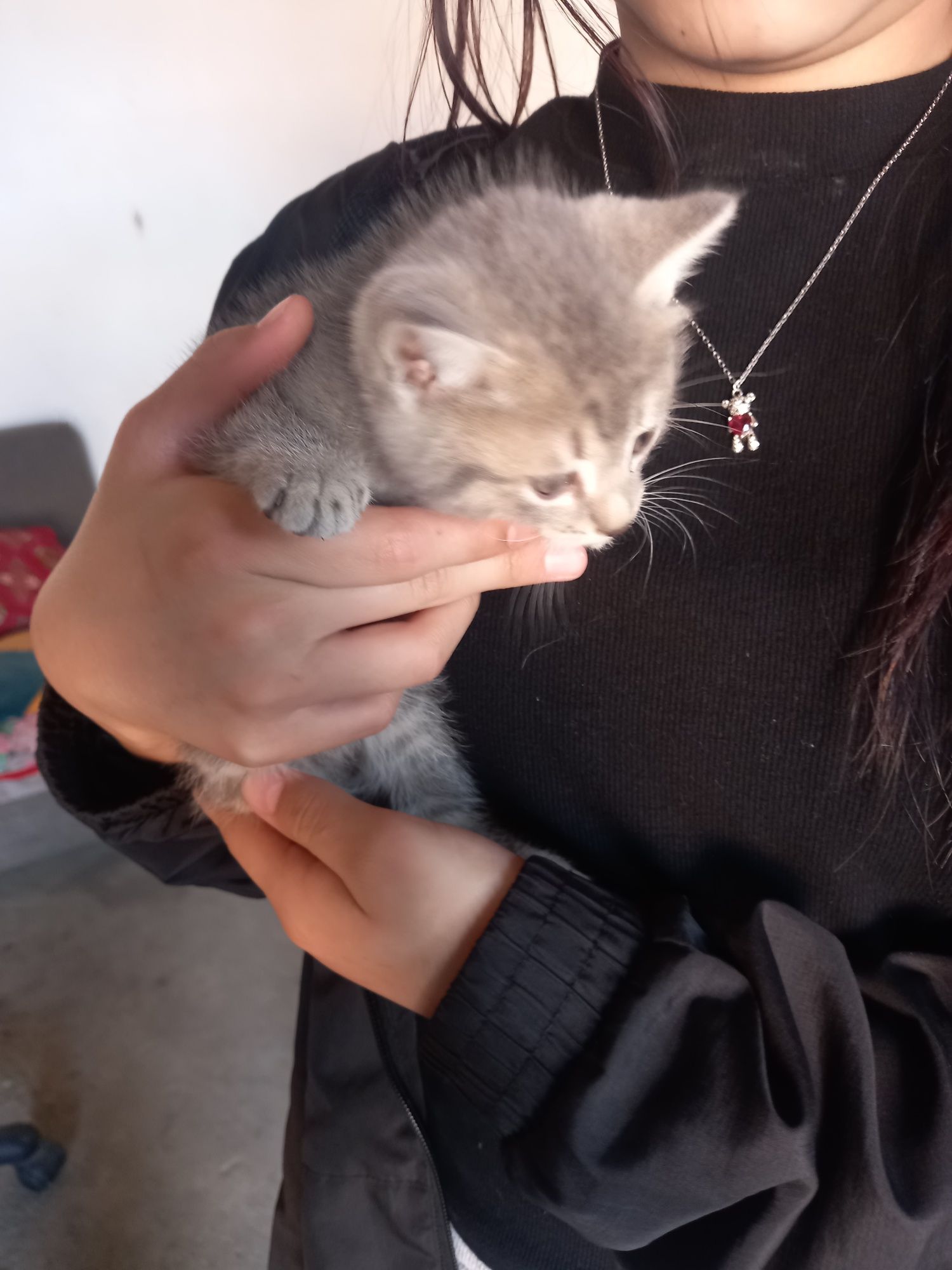 Отдам котят в хорошие руки