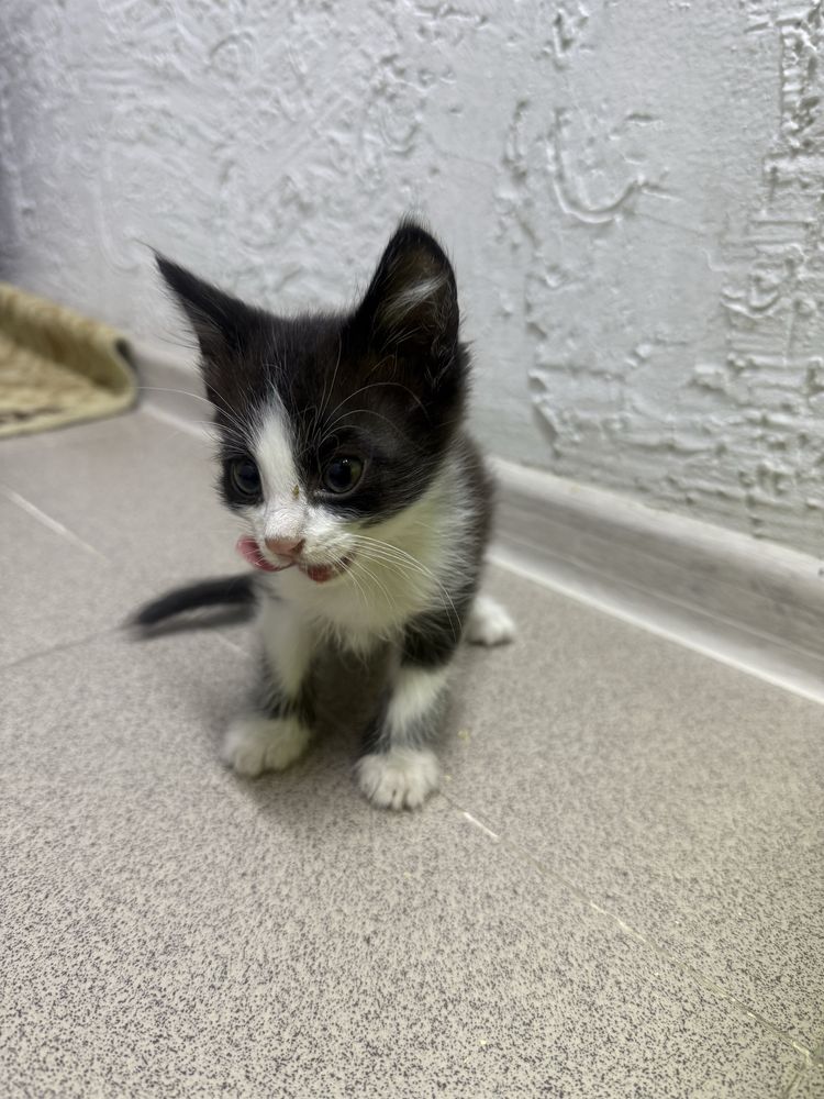 Котята, 2,5 месяца
