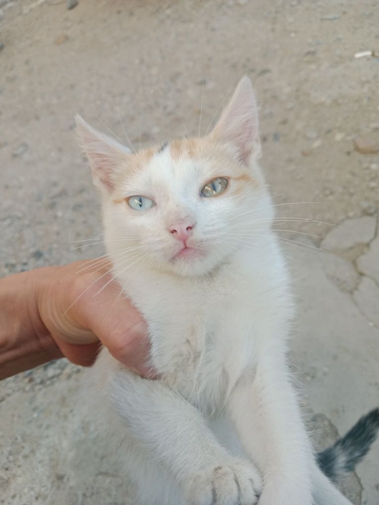 Отдам котенка в хорошие руки.