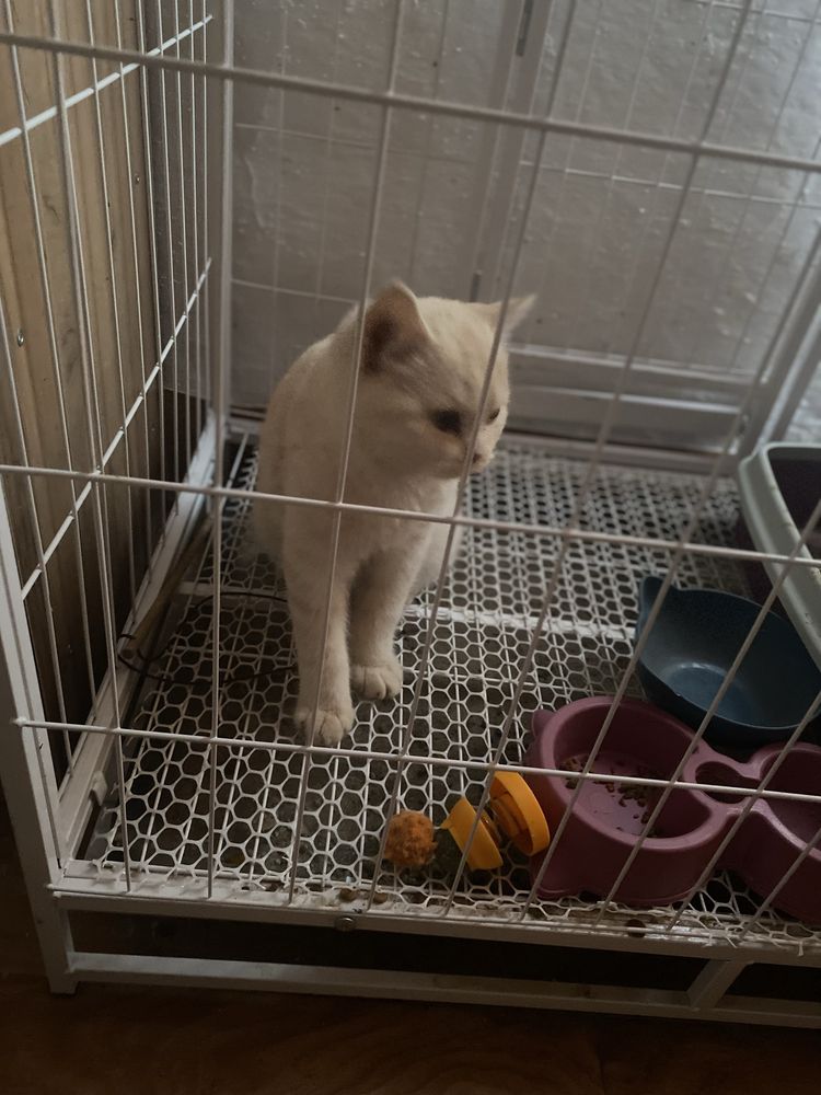 Кошка продам срочно