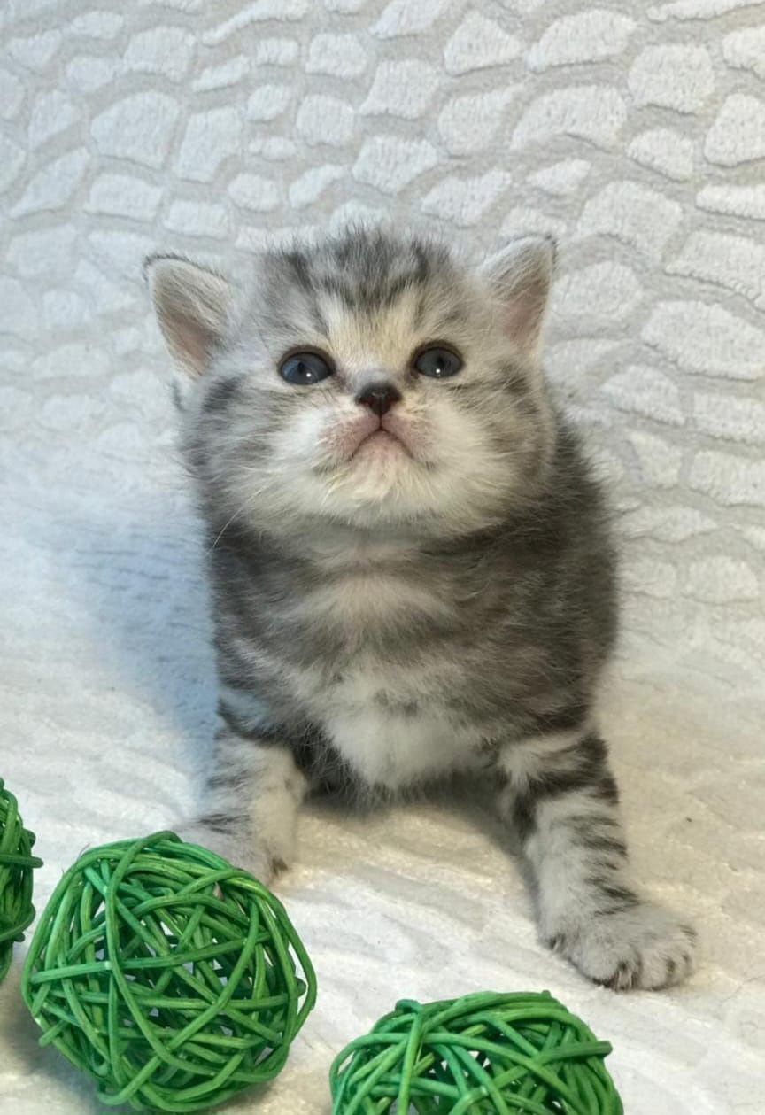 Чистокровные Британские Котята.