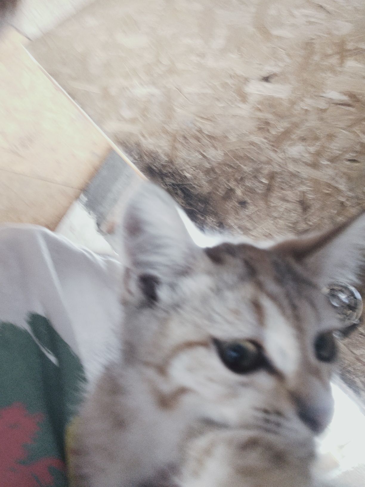 Котёнок маленький