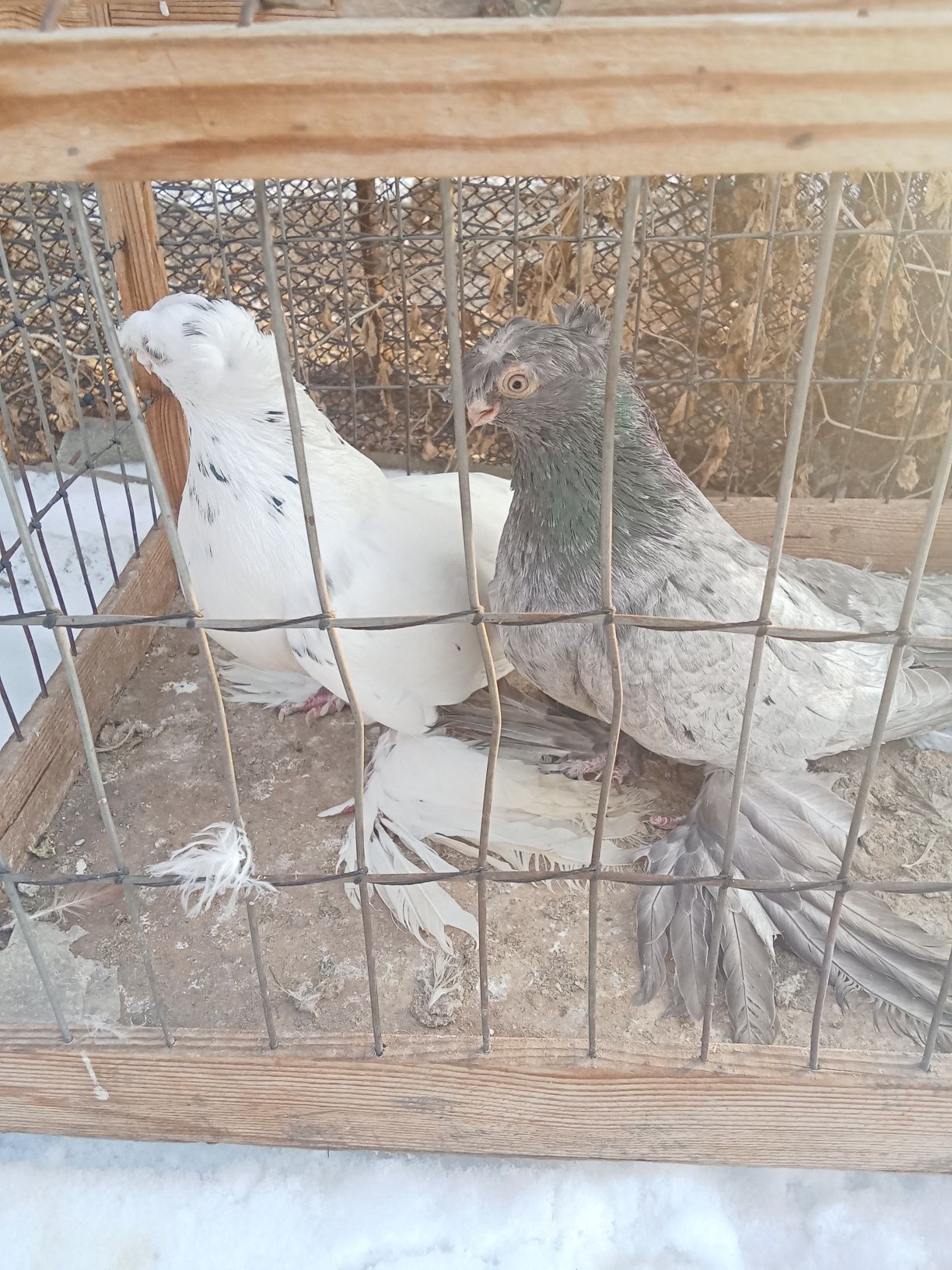 Продам голубей хороших