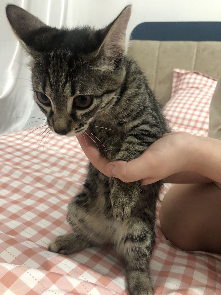 Котята в хорошие и добрые руки