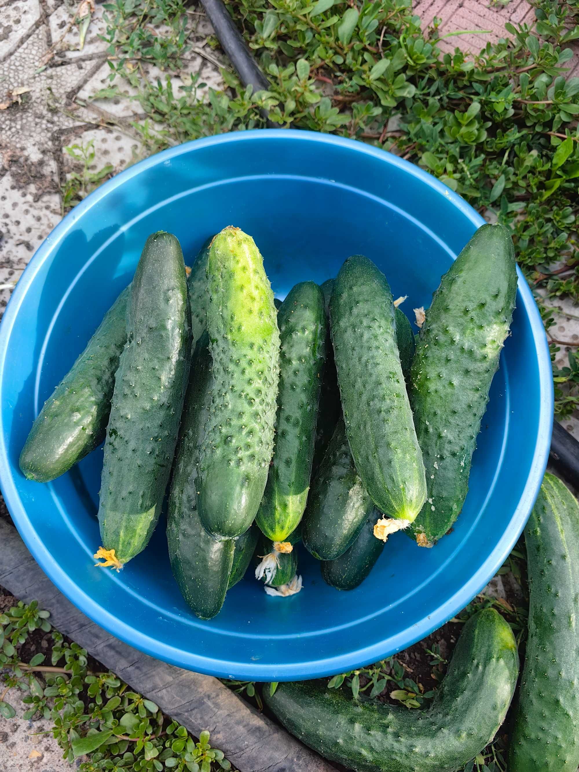 Продам домашние огурцы