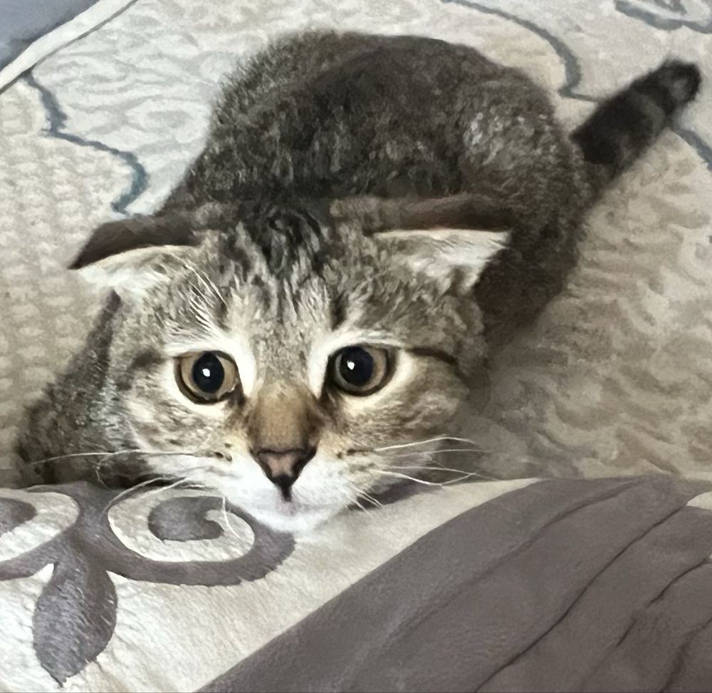 Отдам даром кошку
