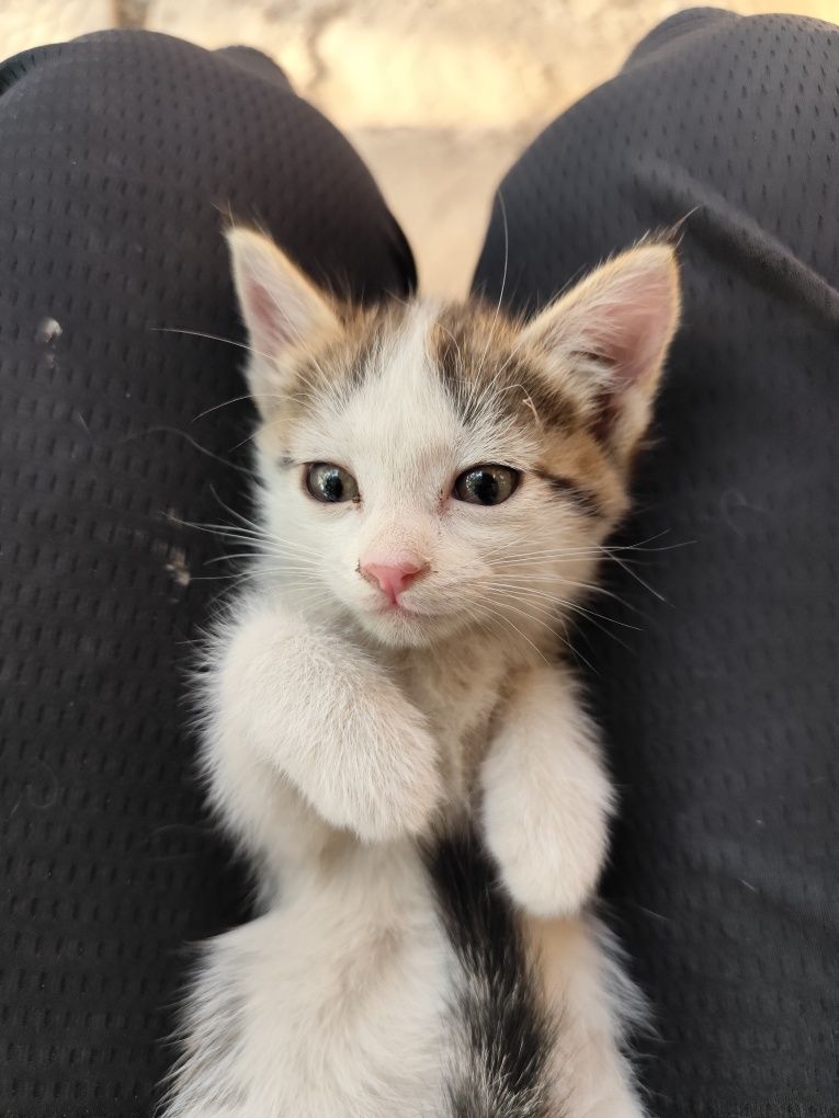 2 котенка отдам бесплатно