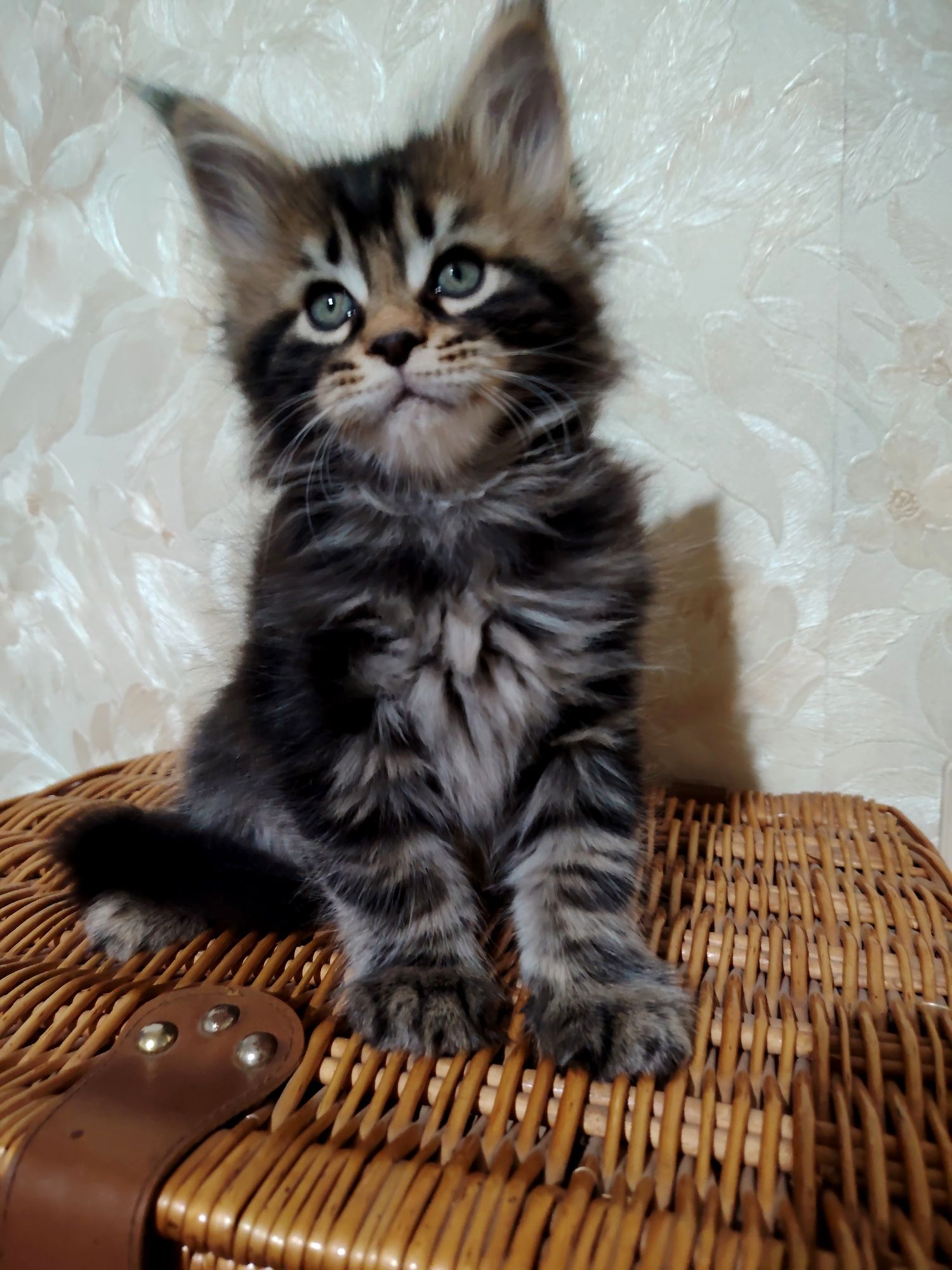 Продам красивых котят Мейнкун
