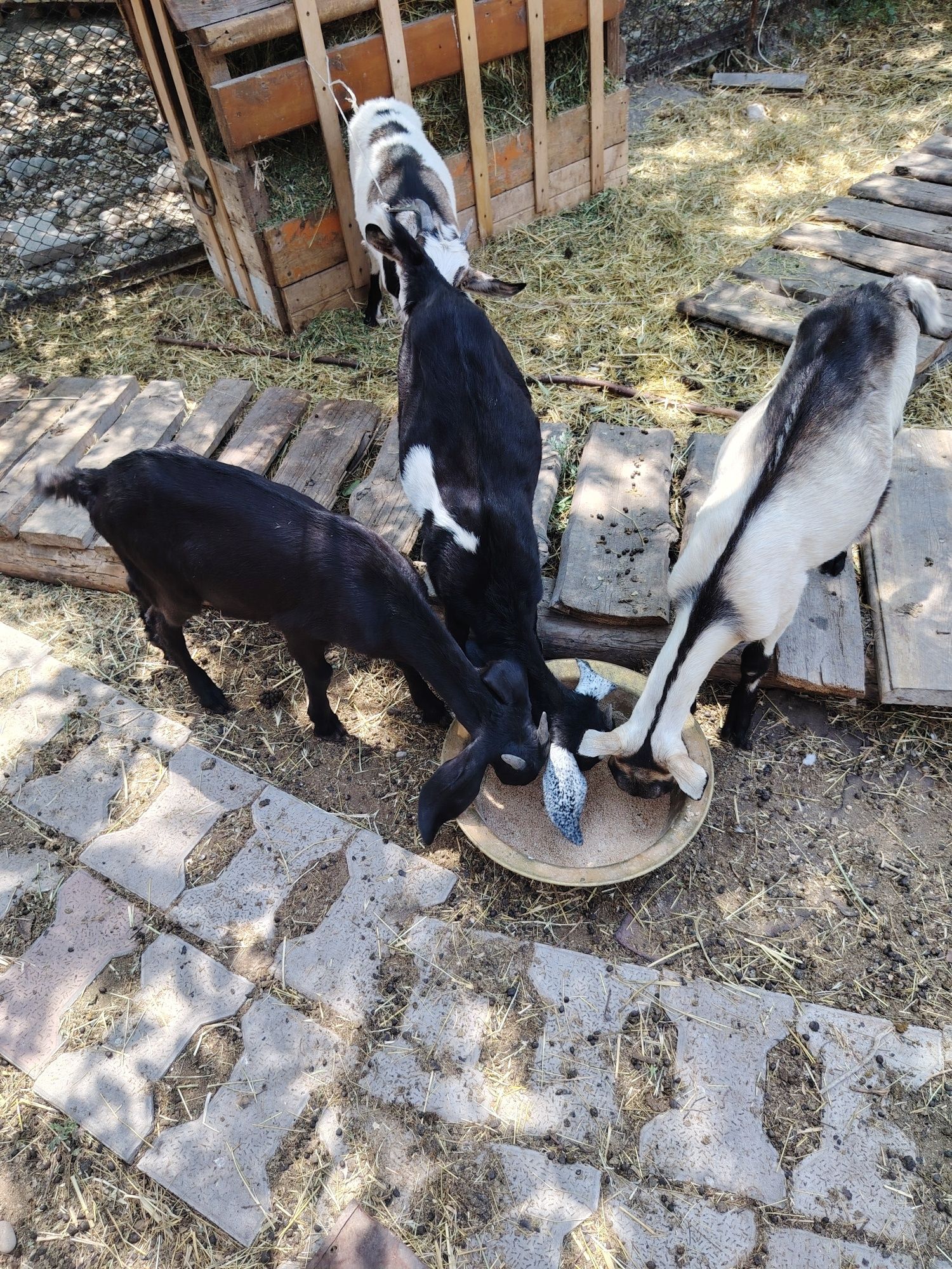 Козы ешки лактар