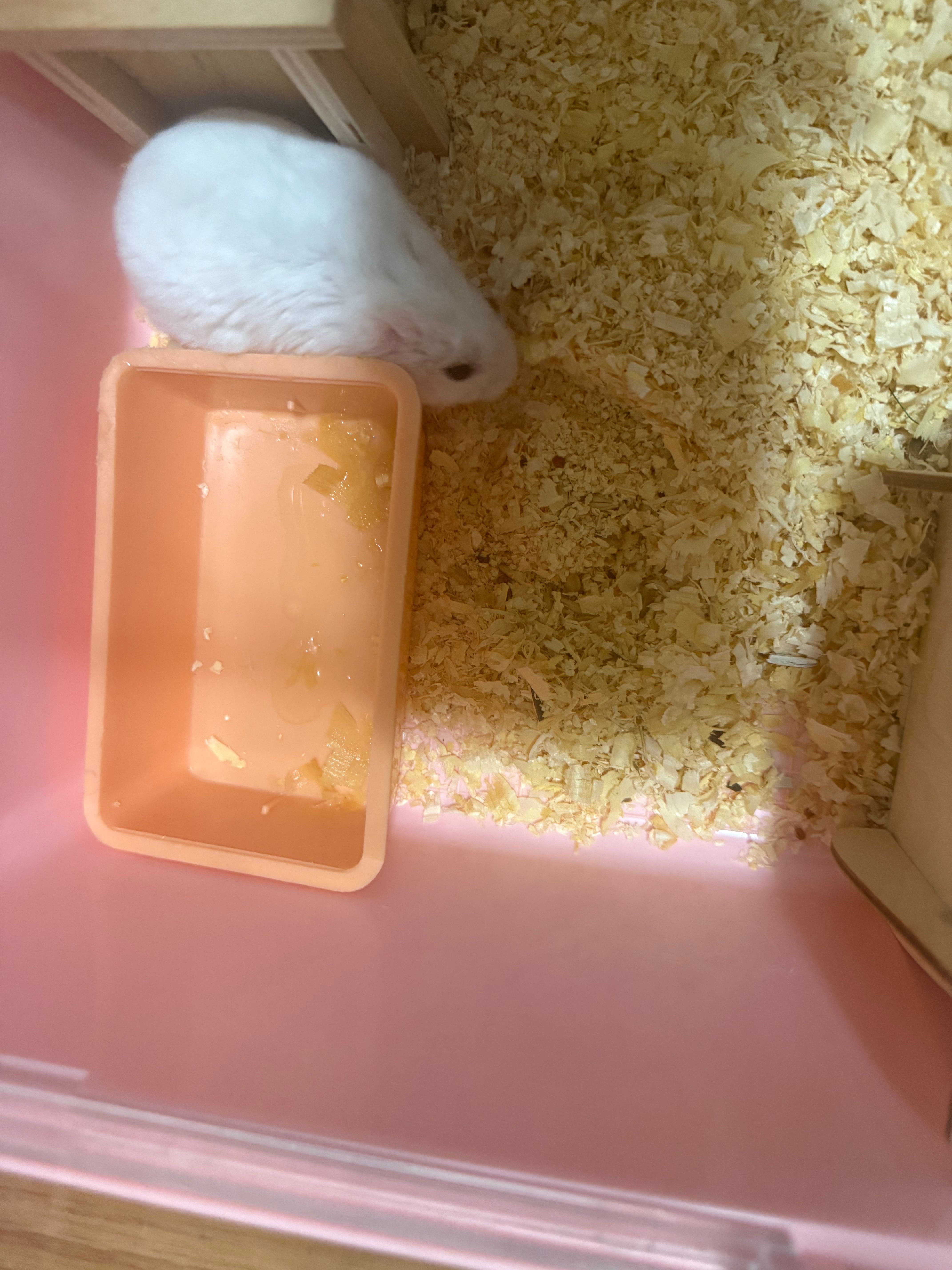 Продам хомяка с клеткой