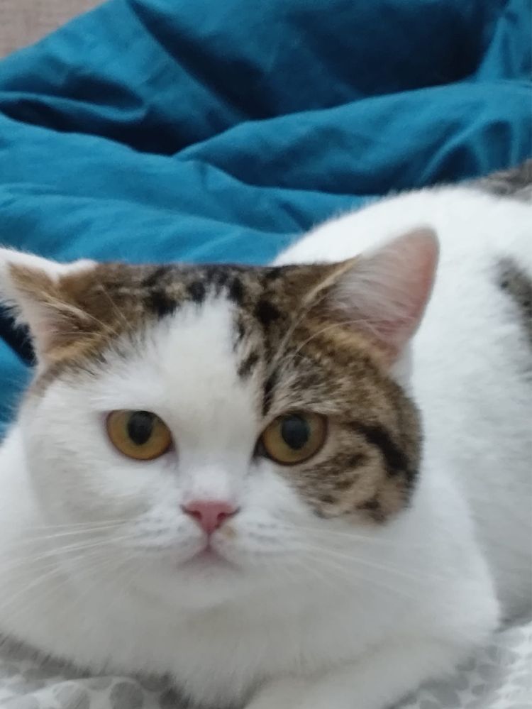 Отдам в хорошые руки кошку