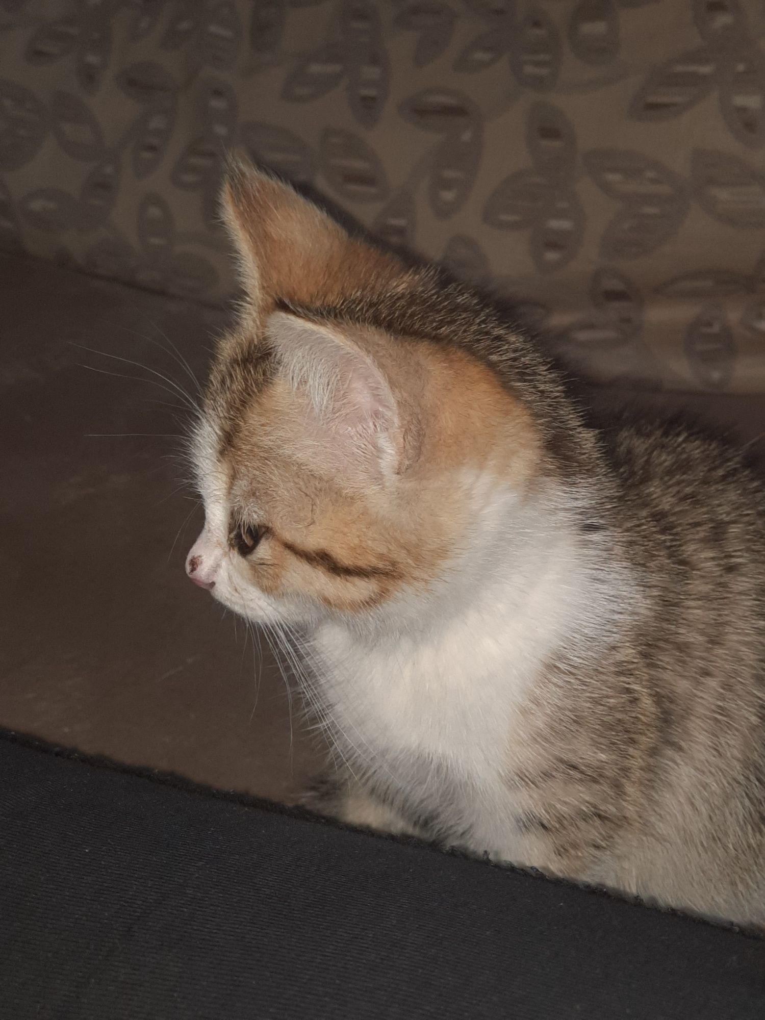 Котенок, ищет дом!!