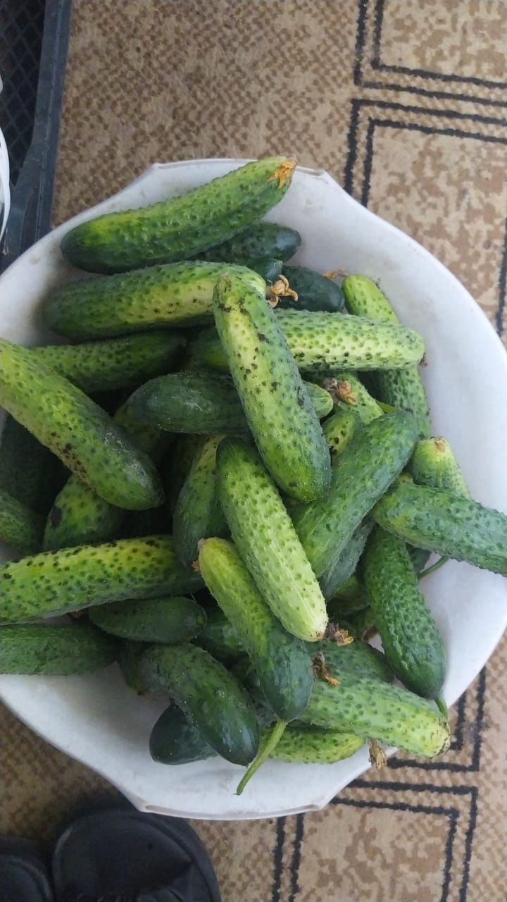 Продам домашние огурцы