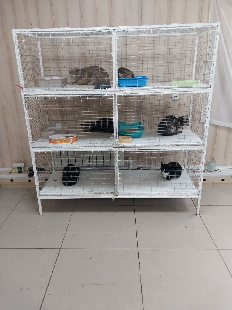 Ветеринарный врач Выезд на дом
