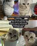 Пропала кошка по кличке Челси