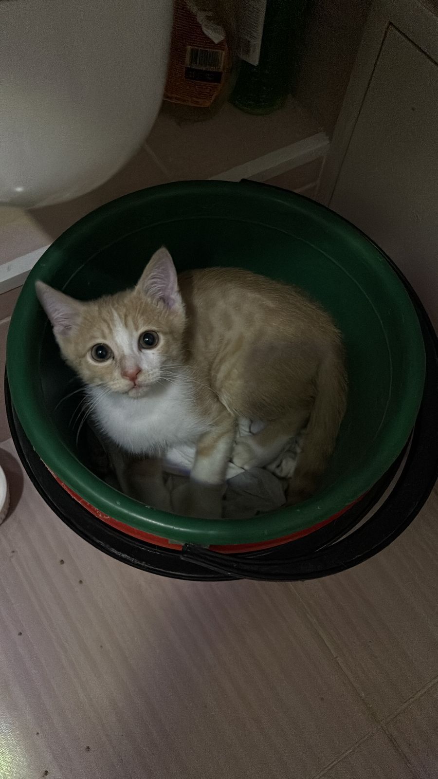 Отдам котенка в добрые руки