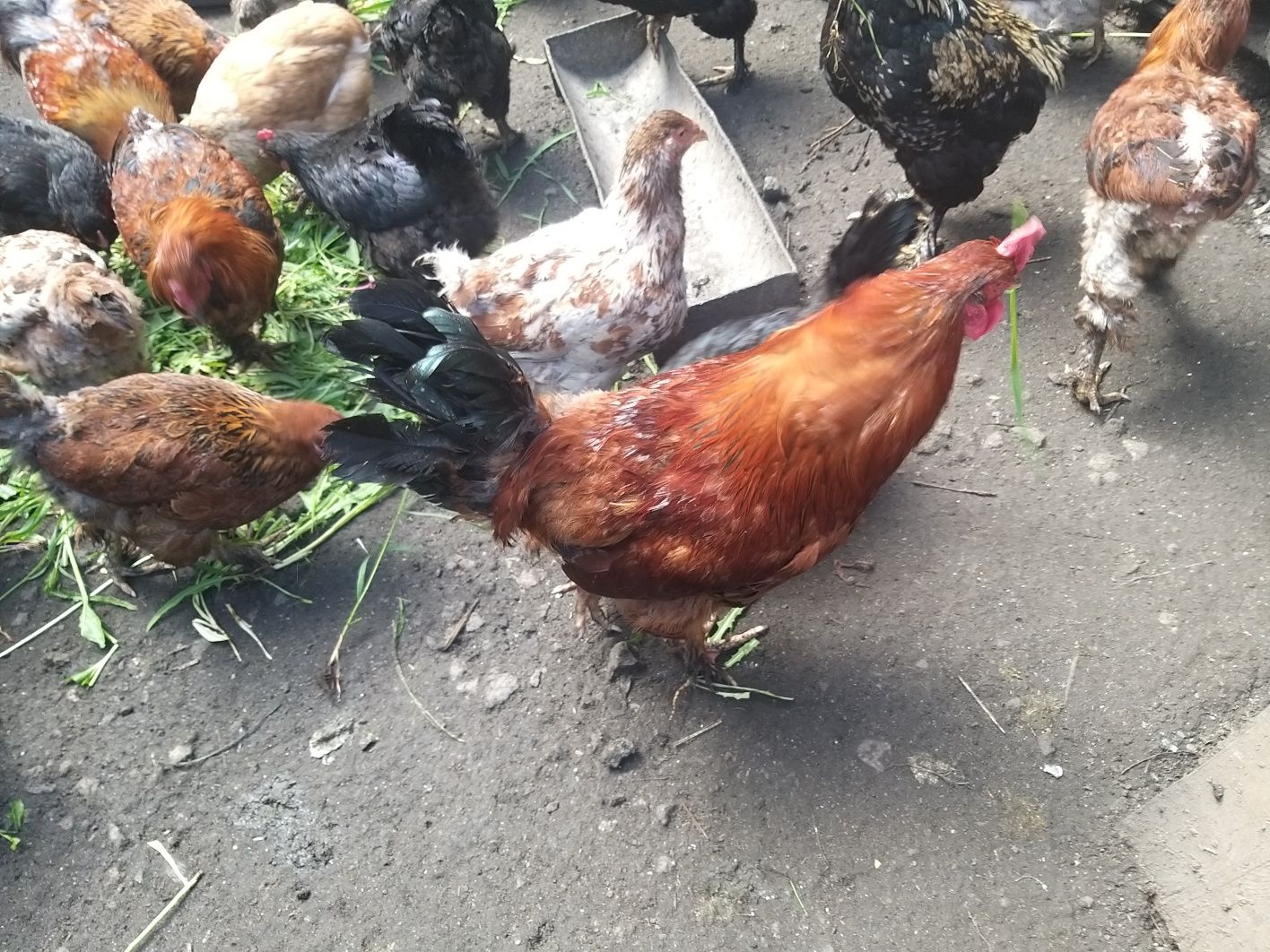 Продам петухов .