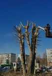 Санитарная обрезка деревьев (кранирование)спил