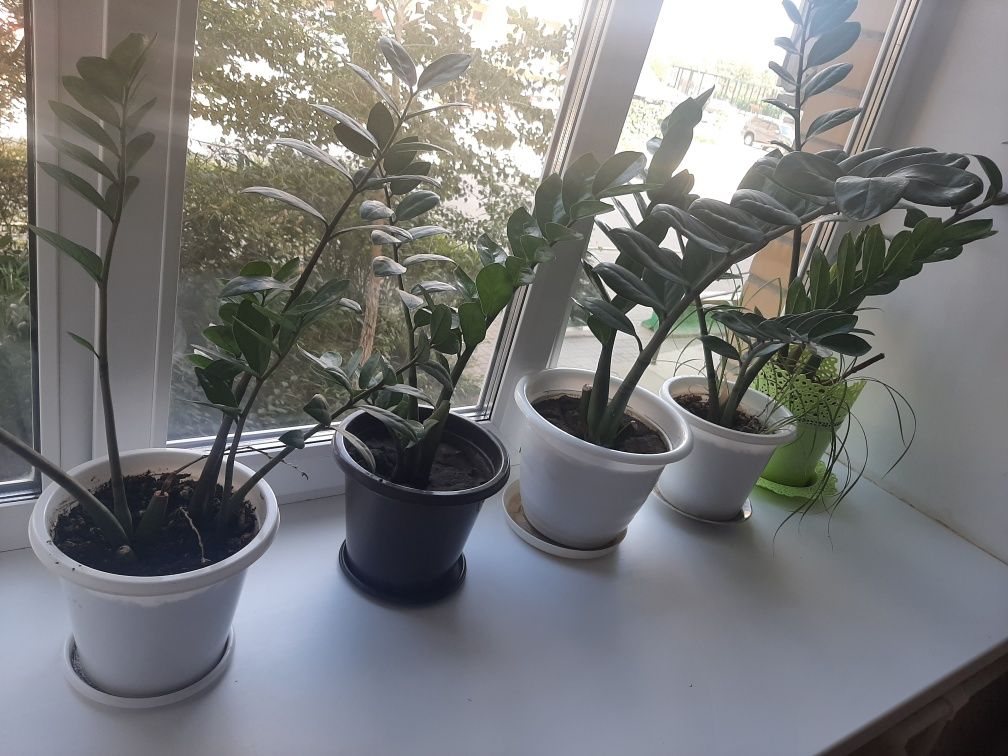 Продам долларовые цветы
