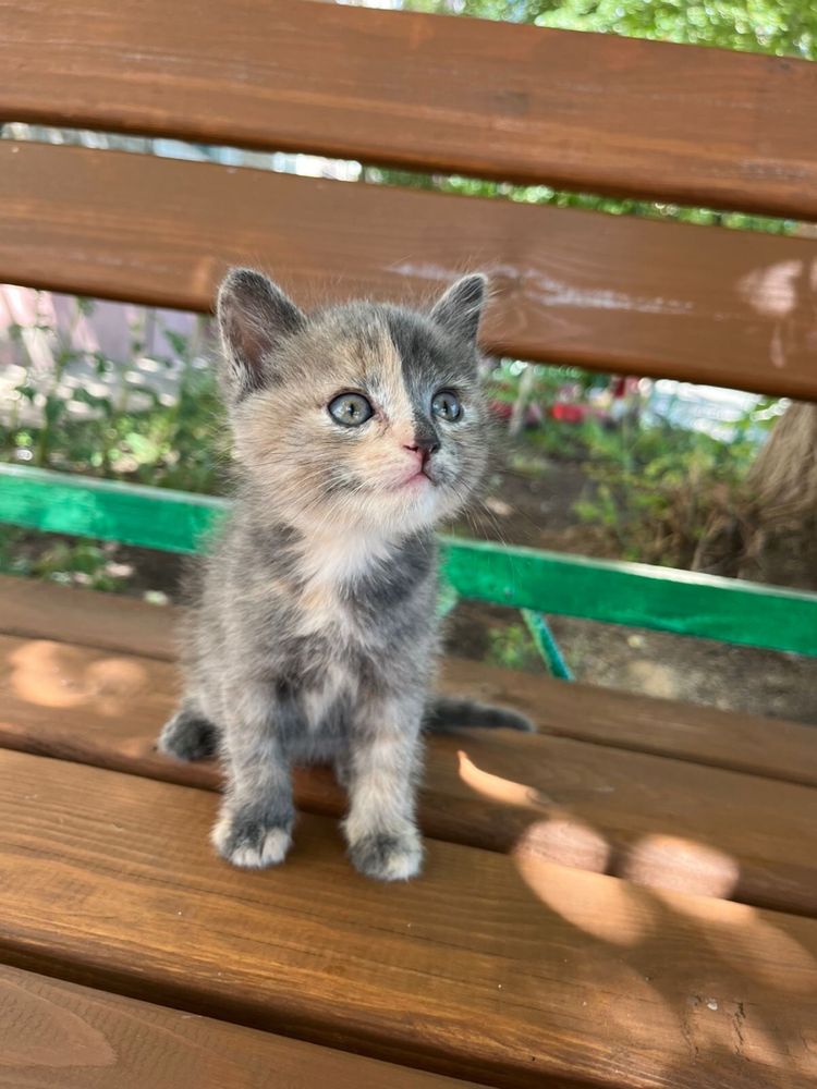 Котики изут дом и тепло