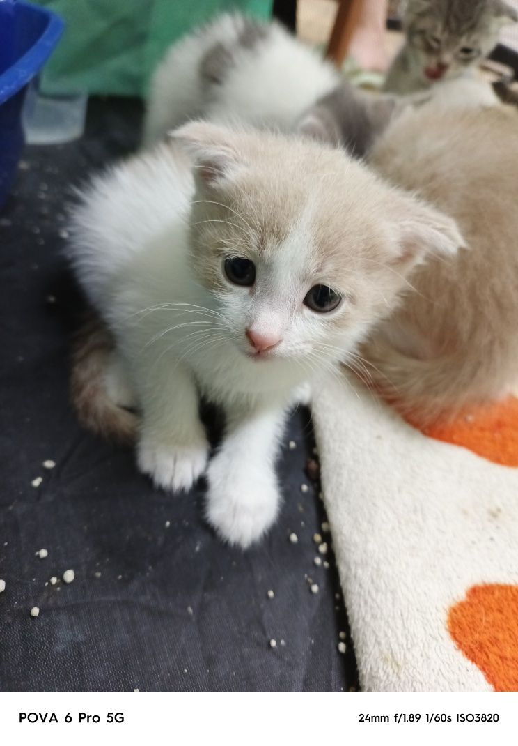 Отдам красивых котят!