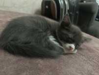 Отдаю котенка в добрые  руки