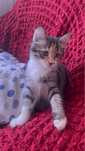 котенок, милый! красивый!