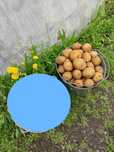 Продам едовой картофель ведро 12л.-2500т