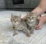 Шикарные Котятки