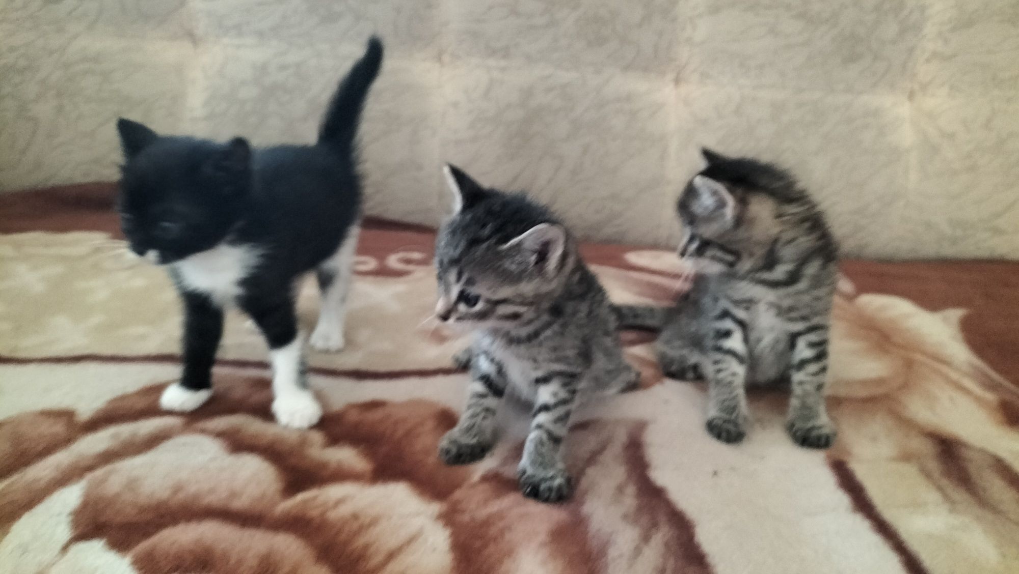 отдам даром котят и кошку