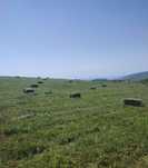 Продам сено разнотравье. Самовывоз с поля.