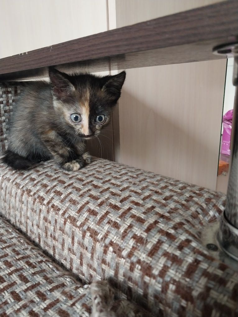 котята 2 месяца отдам бесплатно
