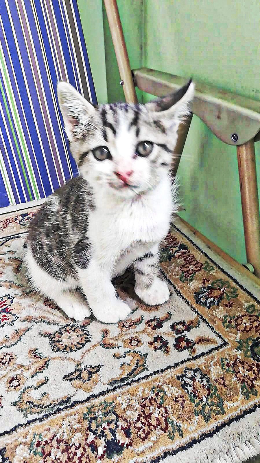 Котята срочно ищут дом