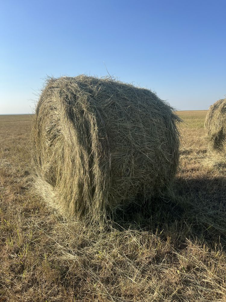 Житняк сено свежее
