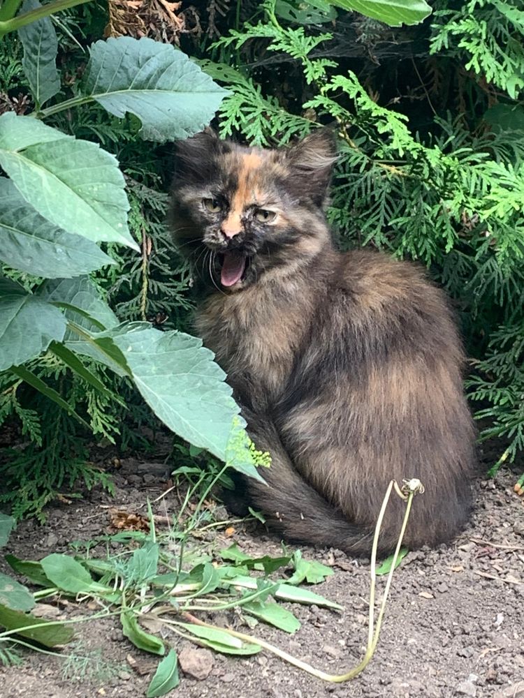 Котята мальчик и девочка отдам
