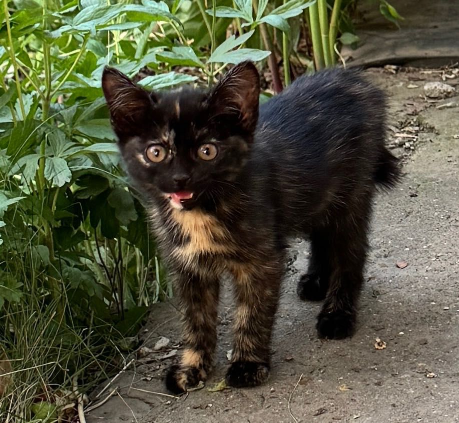 Отдам котят в хорошие руки.