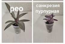 Продам комнатные растения